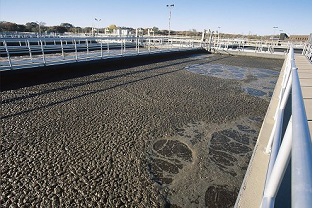 【干貨】泥齡導(dǎo)致的氨氮超標(biāo)？那這種情況該如何處理呢？